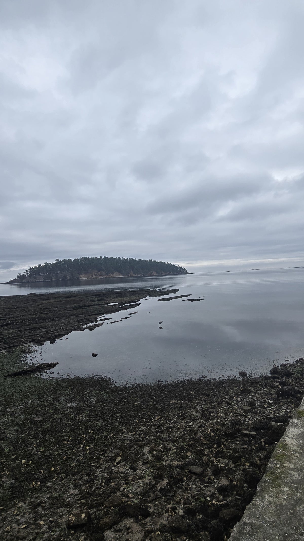 A grey, moody day on the Mayne Island shore.