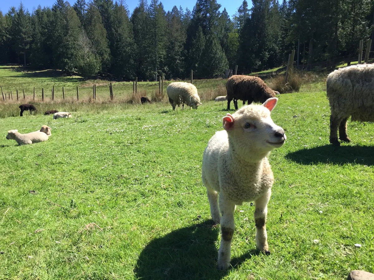 Meadowmist Farm