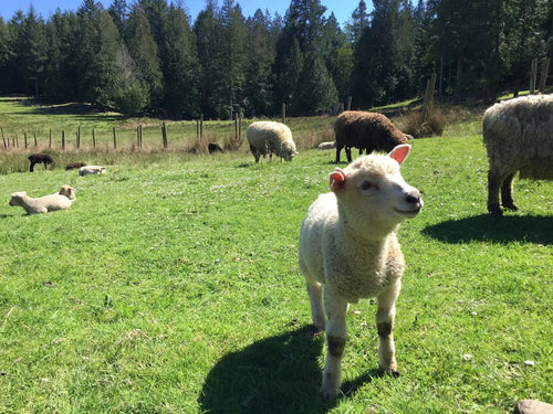 Meadowmist Farm