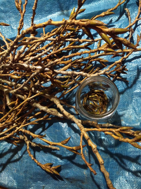 Trees & Earth shaving soap with Cottonwood Bud by Nomads Essentials, Mayne Island BC
